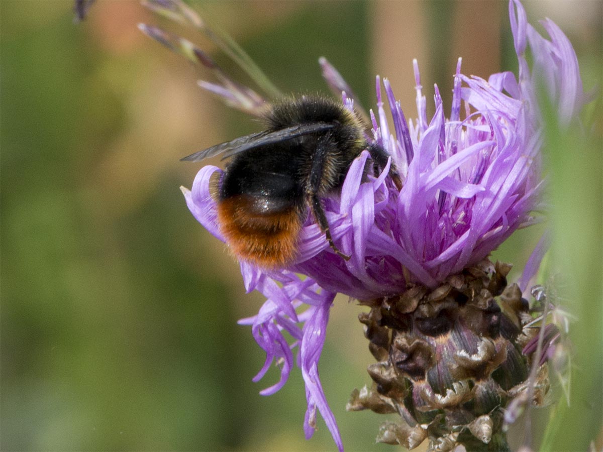 Bombus pratorum